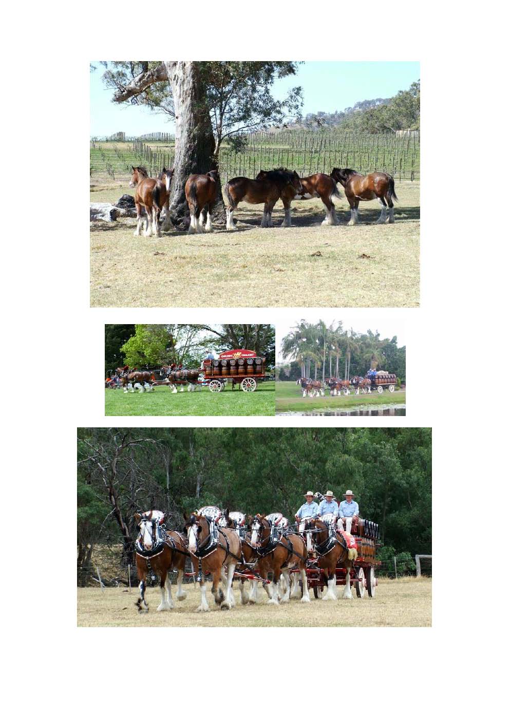 Carlton_Clydesdales_Wallpaper_b_Page_7.jpg