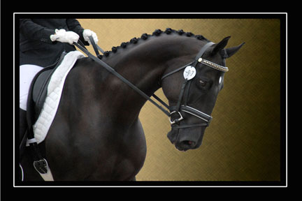 LS_001Black_Dressage_6x4_72dpi.jpg