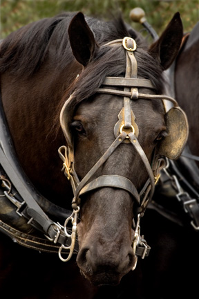 LS_007_Noble_Percheron_6x4_72dpi.jpg