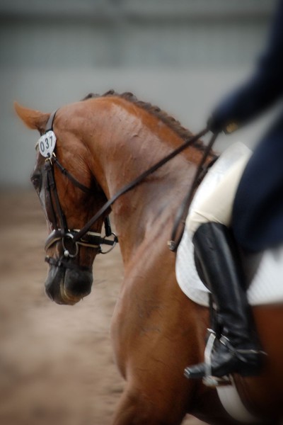 LS_012_Chestnut_dressage_6x4_plain.jpg