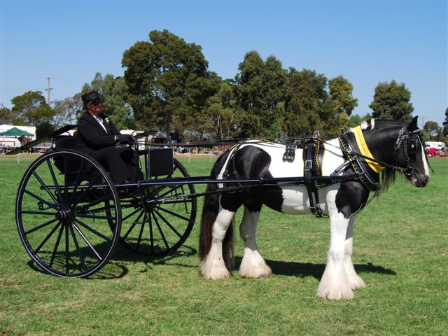MelbRoyal_TomHarness20.jpg