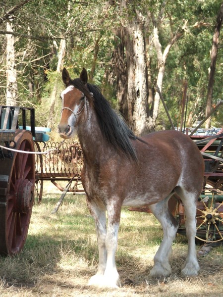 Shawnee_-_3_yr_old_-_learning_the_ropes_450_x_600.jpg