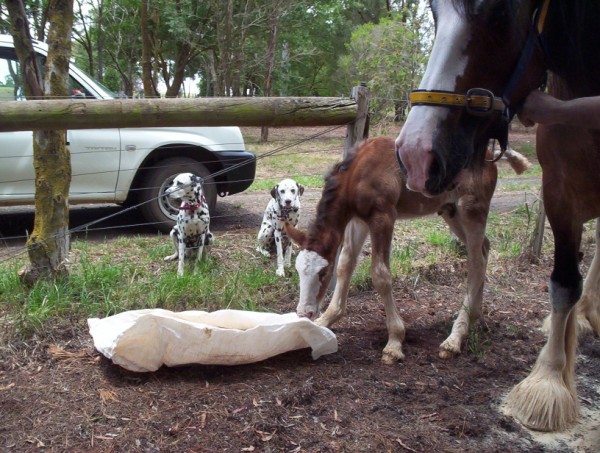 dart sawdust 6days.jpg