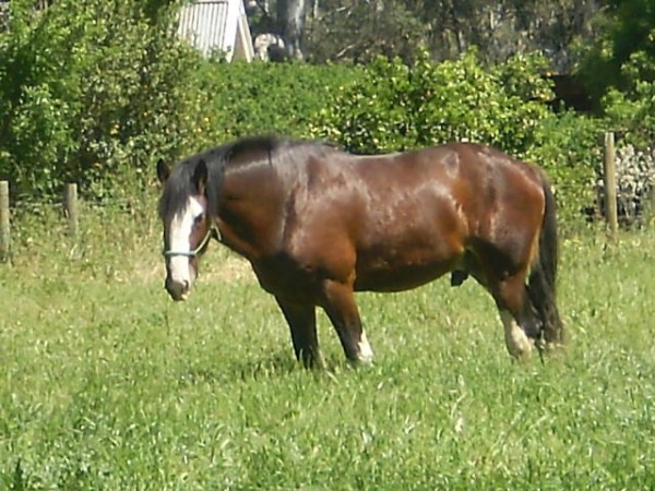 duke_2_moorland_morton_20100625_600_x_450.jpg
