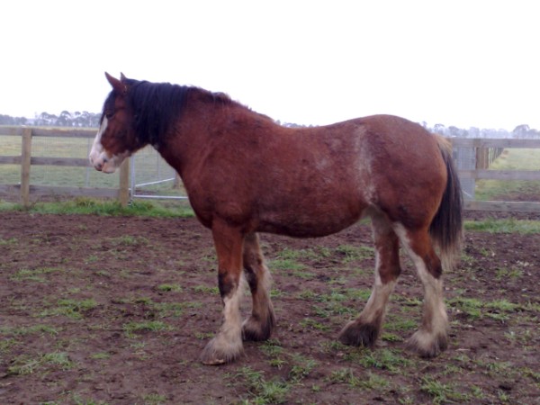 chestnut thoroughbred stallion. Thoroughbred stallion.