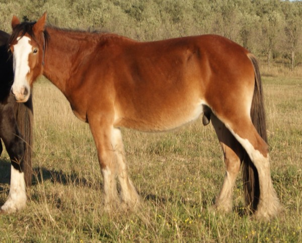 little_rock_buster_600_x_484.jpg