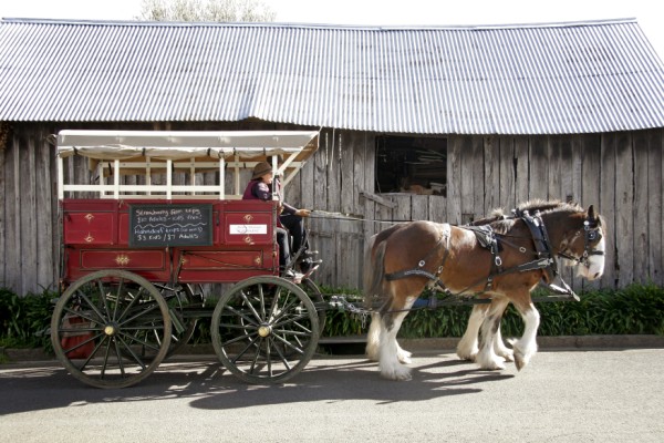 sallyshotvicstoldbarnv1_600_x_400.jpg